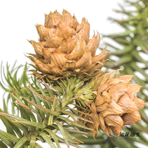 配果 | 莲花果（运输途中易掉果，介意慎拍） 商品图4