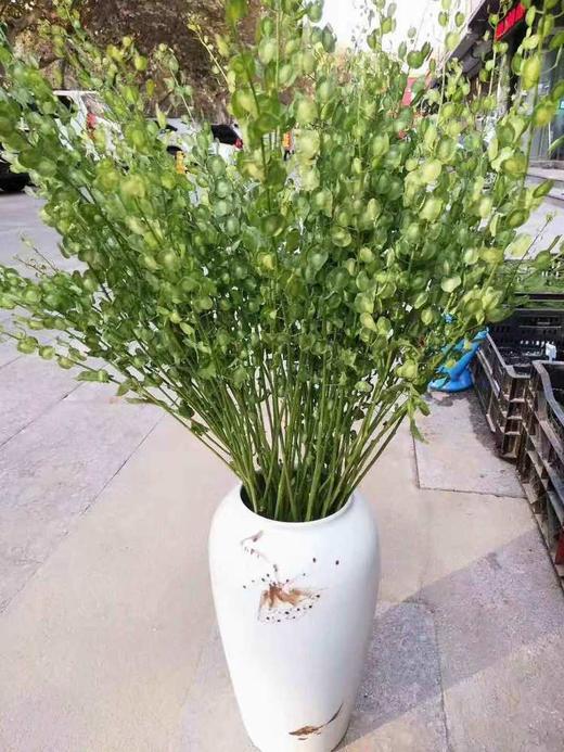 翠扇绿色若干枝扎