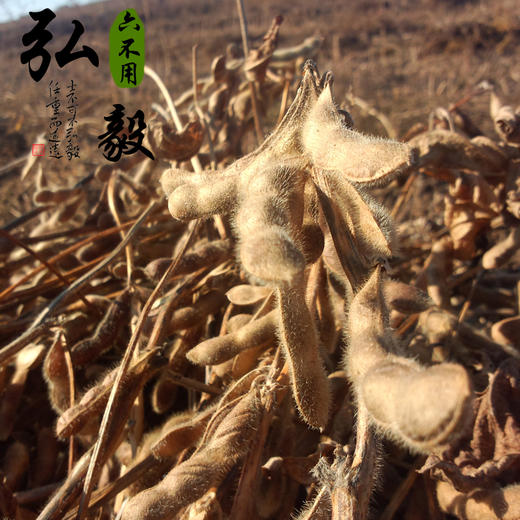 【弘毅六不用生态农场】六不用 大豆 笨黄豆 商品图5