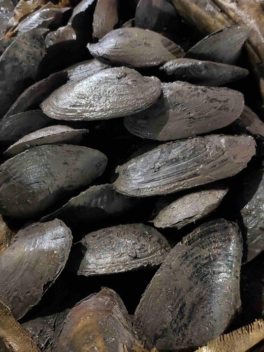 河蚌肉，3斤 商品图2