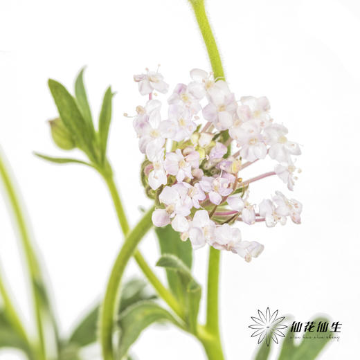 配花 | 翠珠粉色 商品图2