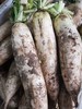 白萝卜1份（500g以上）（因季节雨水原因，略带口味哦~） 商品缩略图3