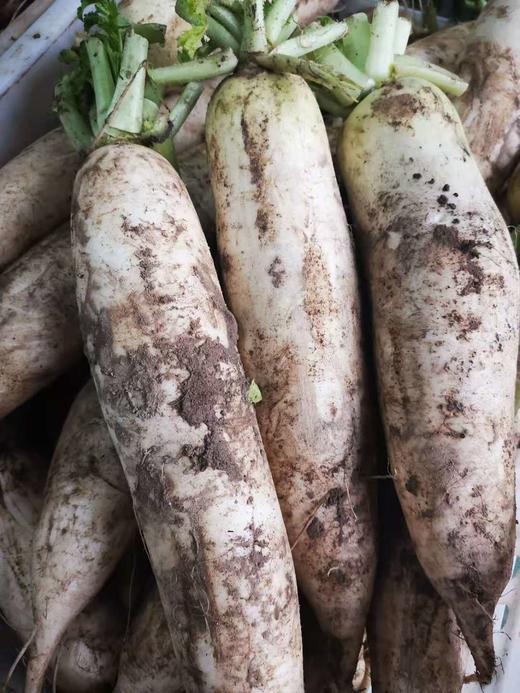 白萝卜1份（500g以上）（因季节雨水原因，略带口味哦~） 商品图3