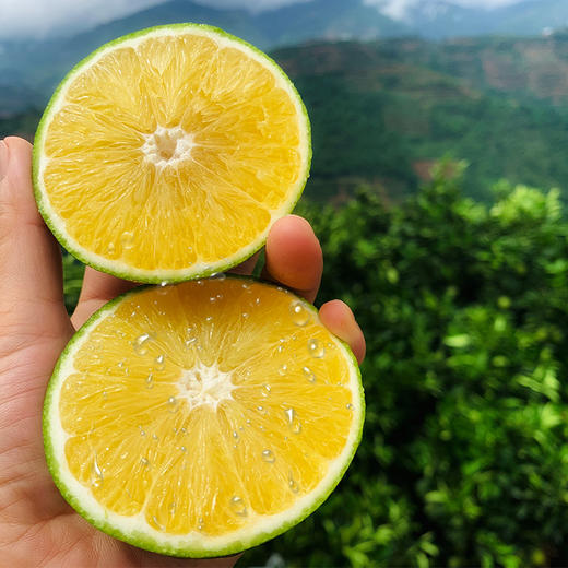 云南玉溪绿皮冰糖橙果肉水嫩橙香浓郁清甜多汁现摘现发多规格可选