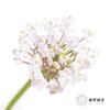 配花 | 翠珠粉色 商品缩略图0