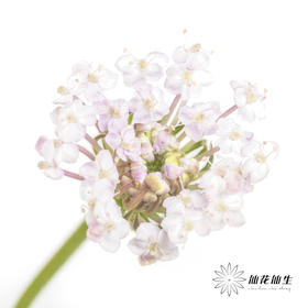 配花 | 翠珠粉色