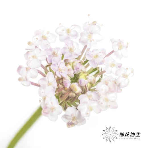 配花 | 翠珠粉色 商品图0