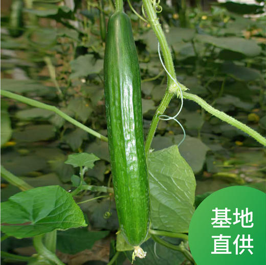 日本青瓜 400g 盒装 丰多采商城