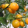 【顺丰直邮】广西融安脆皮小金桔 新鲜当季水果柑桔滑皮香甜不酸金橘 商品缩略图4