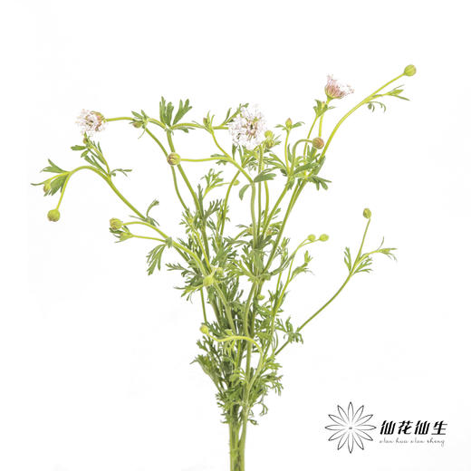 配花 | 翠珠粉色 商品图5