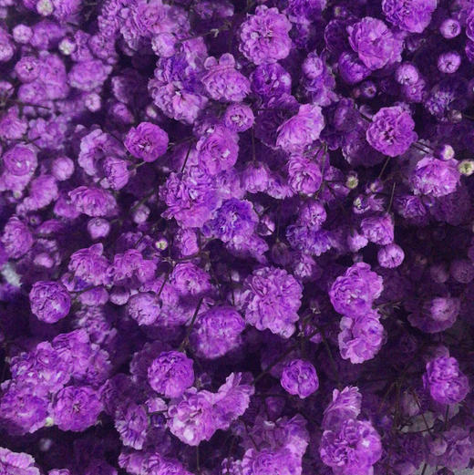 吸色彩星 浅紫 AB级 商品图0