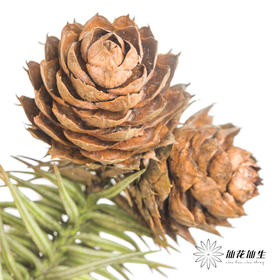 配果 | 莲花果（运输途中易掉果，介意慎拍）