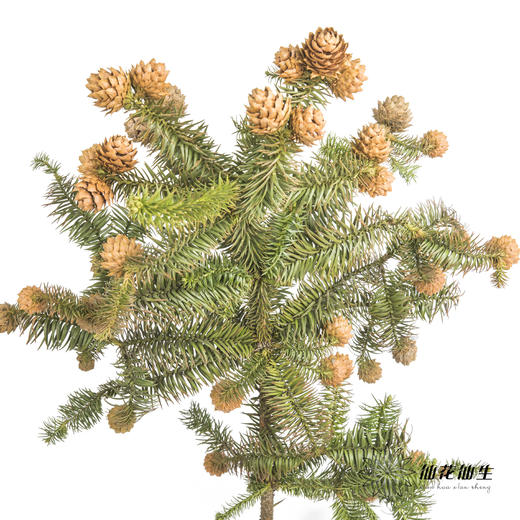 配果 | 莲花果（运输途中易掉果，介意慎拍） 商品图7