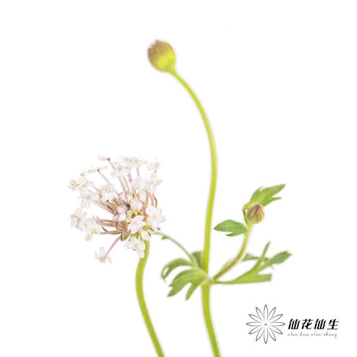 配花 | 翠珠粉色 商品图3