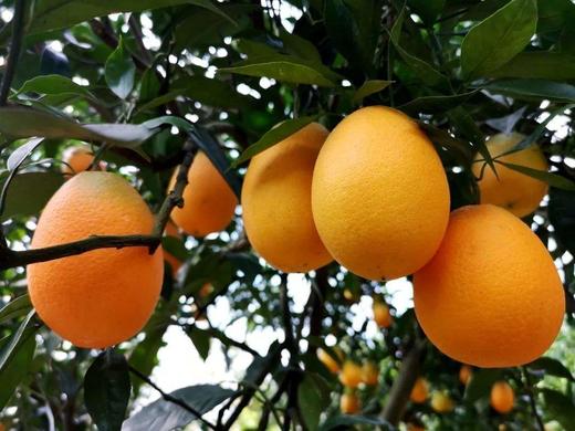 纽荷尔橙约500+50g 商品图3