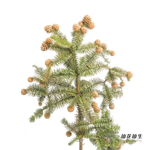 配果 | 莲花果（运输途中易掉果，介意慎拍） 商品图8