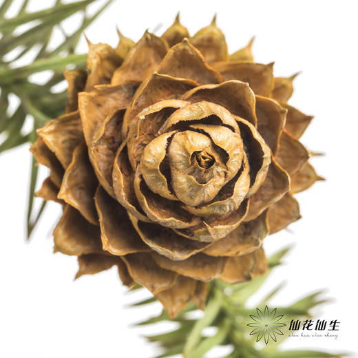 配果 | 莲花果（运输途中易掉果，介意慎拍） 商品图1