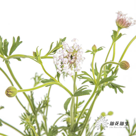 配花 | 翠珠粉色 商品图4