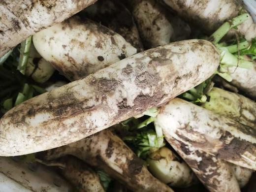 白萝卜1份（500g以上）（因季节雨水原因，略带口味哦~） 商品图2