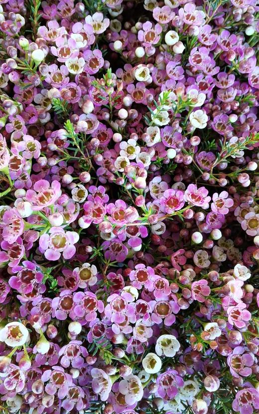 澳洲蜡花芭蕾系列白色粉色各24扎盒