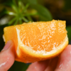 麻阳冰糖橙 | 今年的口感比往年更甜 商品缩略图2