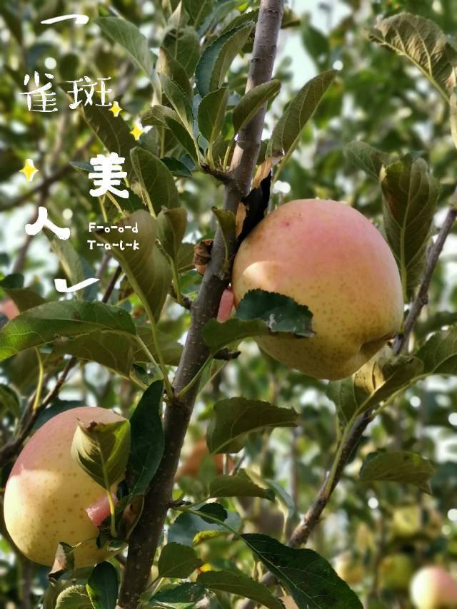 山东雀斑美人苹果12个装约5斤装左右阳光甜度果肉细腻香气独特快