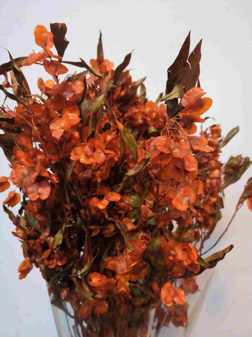 配花-迎客豆-橘色 商品图0