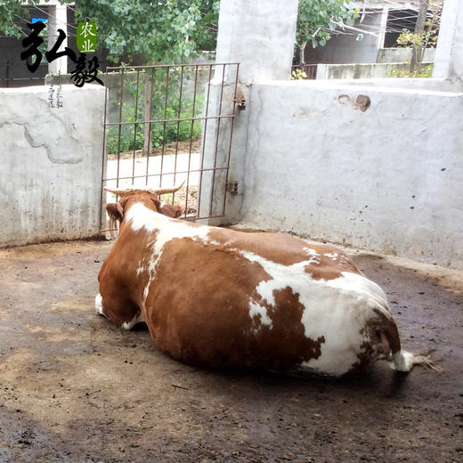 【弘毅六不用生态农场】生态牛肉 自产饲料喂养  3斤 顺丰包邮（除偏远地区外） 商品图3