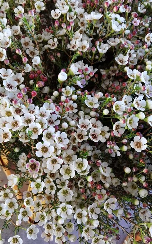 澳洲蜡花芭蕾系列白色粉色各24扎盒