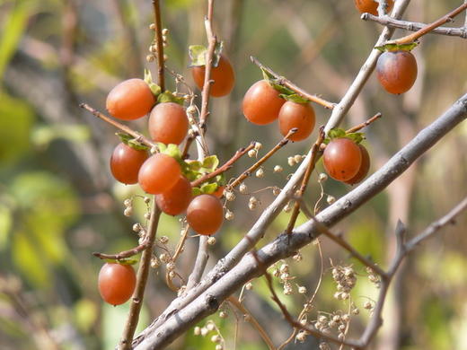 2025年长城野岭日晒自然风干  黑枣 商品图1