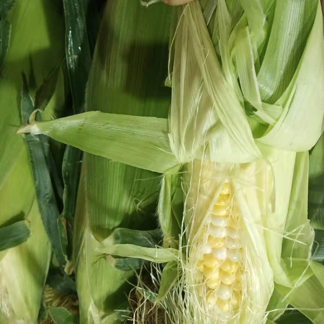 水果玉米（本地）