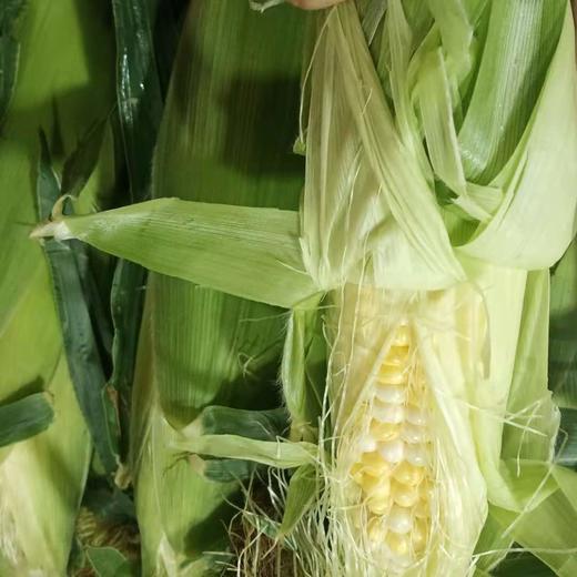 水果玉米（本地） 商品图0