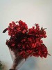 配花-迎客豆-红色 商品缩略图1