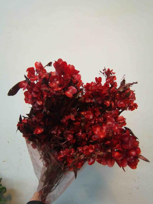 配花-迎客豆-红色 商品图1