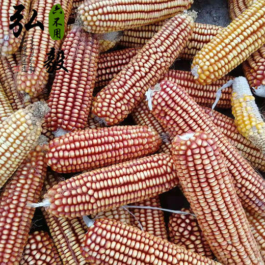 【弘毅六不用生态农场】 灯笼红玉米面  自留种种植 1斤/份 商品图4