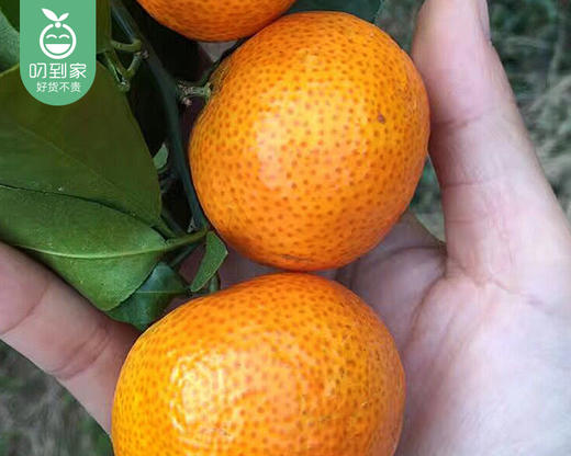 广西砂糖桔/1份（1.4kg±50g） 商品图4