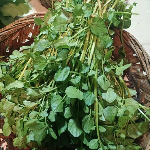 本地 西洋菜 商品图0