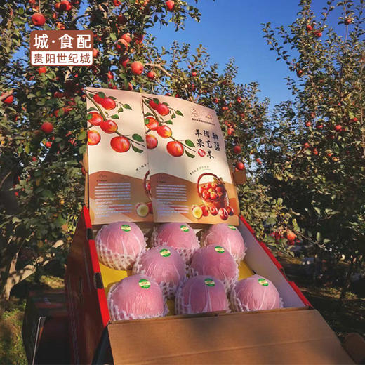 【GY】阿克苏冰糖心苹果（10斤礼盒装） 商品图1