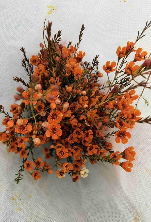 腊梅橙色 - 哈尔滨中山鲜花批发