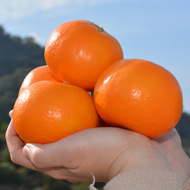 【广西武鸣沃柑】5斤大果新鲜当季水果现摘现发柑橘桔子 亚布力当季生鲜健康滋补水果