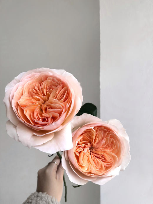 预售！朱丽叶玫瑰【我不介意你是荆棘，倘若你是玫瑰】简小姐精选 国产奥斯汀花园玫瑰 温柔奶油橙色 朱丽叶玫瑰 10枝 发货时间不定（有花就发）2束包邮 商品图9