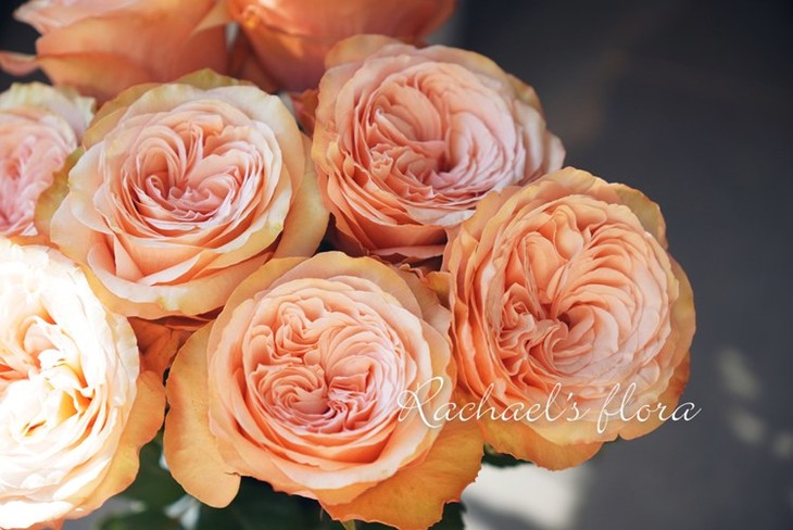 肯尼亚玫瑰卡哈拉8支