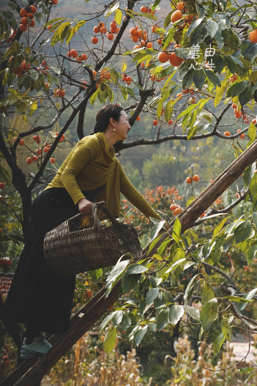 流心柿饼 商品图1