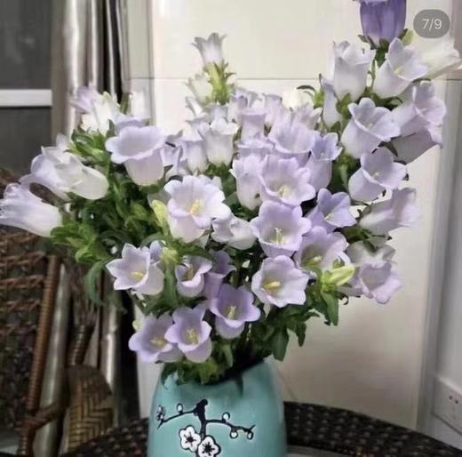 风铃花紫 商品图0