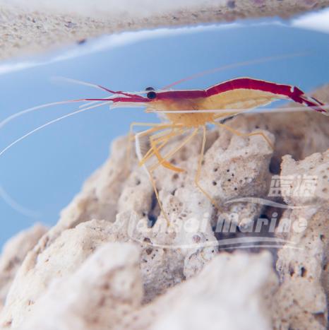 医生虾 商品图9