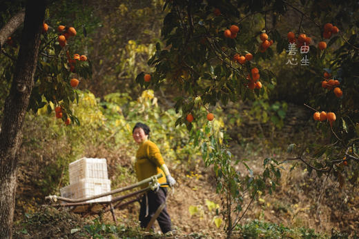流心柿饼 商品图2