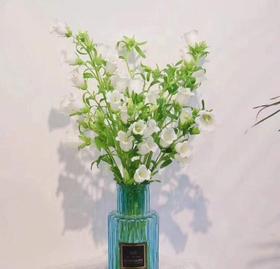 风铃花白