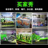 森森小金鱼缸小型水族箱超白玻璃客厅生态水草缸 乌龟缸造景草缸 商品缩略图3