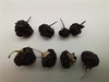 青海野生黑枸杞，保护视力小能手 商品缩略图1