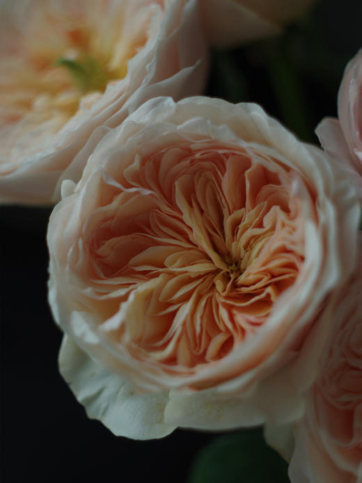 预售！朱丽叶玫瑰【我不介意你是荆棘，倘若你是玫瑰】简小姐精选 国产奥斯汀花园玫瑰 温柔奶油橙色 朱丽叶玫瑰 10枝 发货时间不定（有花就发）2束包邮 商品图14